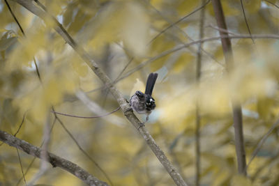 Close-up of insect on plant