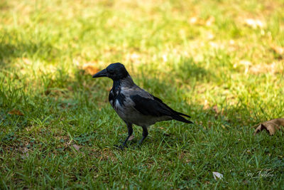 Close-up of bird on grassy field