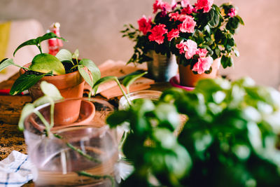 Close-up of flower pot on table