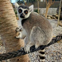 Close-up of lion sitting on tree