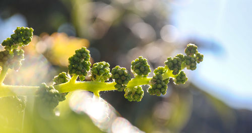 Close-up of vegetables