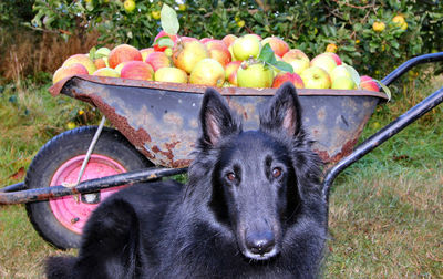 Close-up portrait of a dog