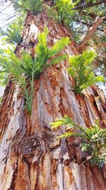 Close-up of tree trunk
