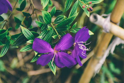 Close-up of purple flowering plant