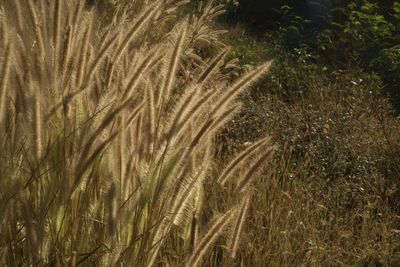 Full frame shot of crops on field