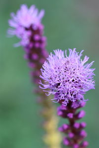 Close-up of purple flowering plant