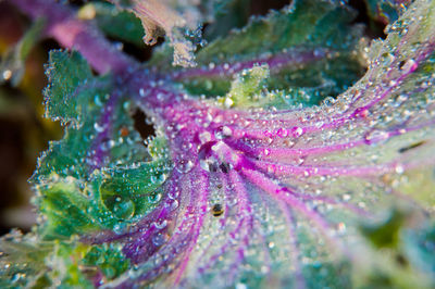 Close-up of wet purple flowering plant