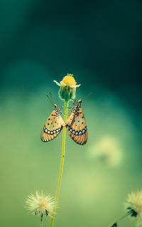 Close-up of butterfly pollinating on flower