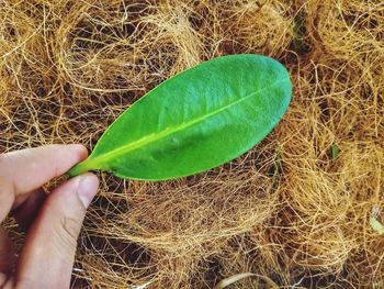 Close-up of hand holding leaf