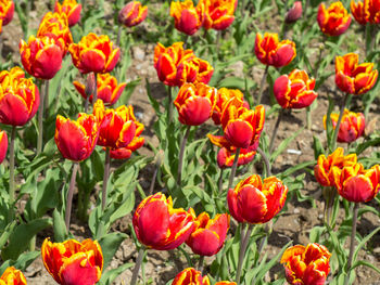 Close-up of poppies blooming on field