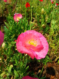 Close-up of pink flower blooming outdoors