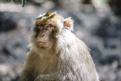 Close-up of monkey looking away