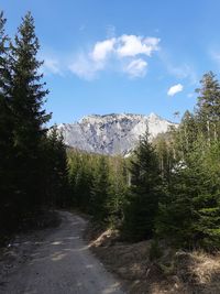 Pine trees in forest against sky