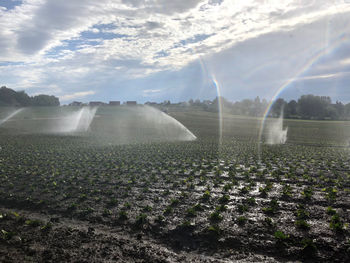 Scenic view of agricultural field against sky