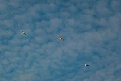 Low angle view of birds flying in sky