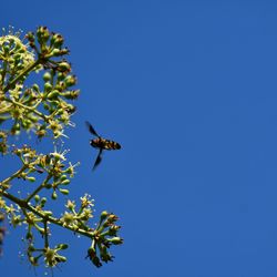 Low angle view of bee flying against blue sky