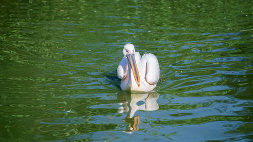 Pelicans swimming in lake