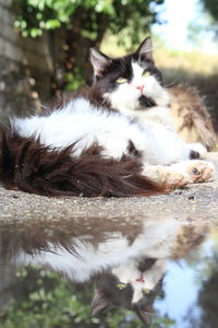 Close-up of cat resting