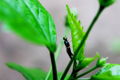 Close-up of insect on plant