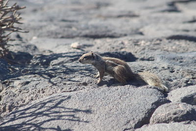 Squirrel on ground