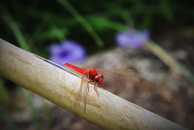 Close-up of dragonfly on plant