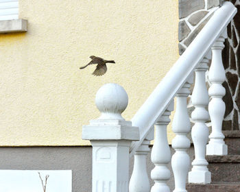 View of birds on building wall