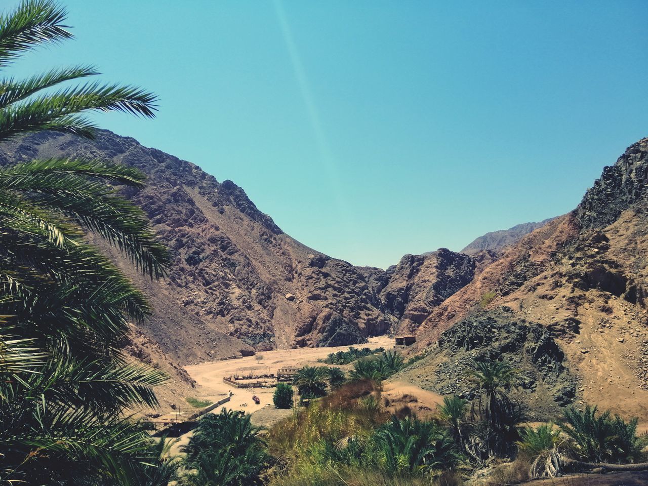 plant, tree, mountain, scenics - nature, sky, nature, beauty in nature, landscape, environment, palm tree, tranquility, land, no people, tranquil scene, valley, mountain range, non-urban scene, day, tropical climate, travel destinations, clear sky, outdoors, growth, blue, rock, travel, idyllic, wadi, date palm tree, wilderness, sunlight, desert, sunny