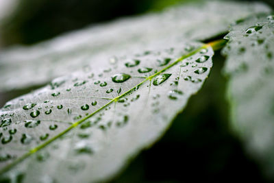 Close-up of raindrops on leaves