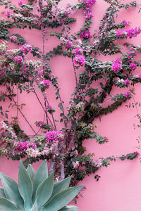 Canary island. tropical green and flowers. plants on pink concept