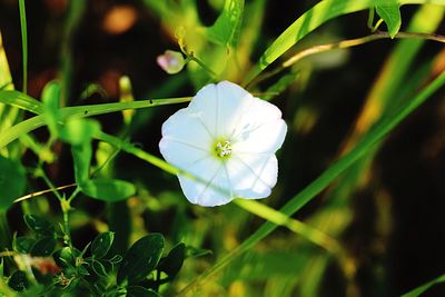 Close-up of white flowering plant