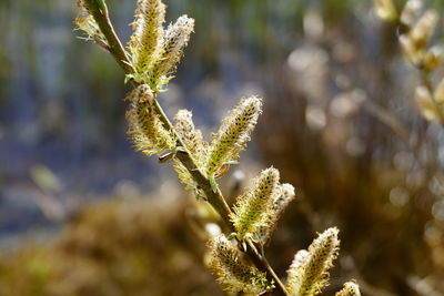 Close-up of plant