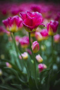 Close-up of pink tulip flowers