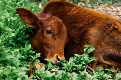 Close-up of cow on field