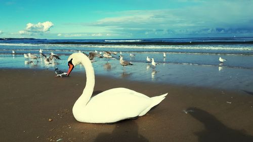 Swan floating on lake