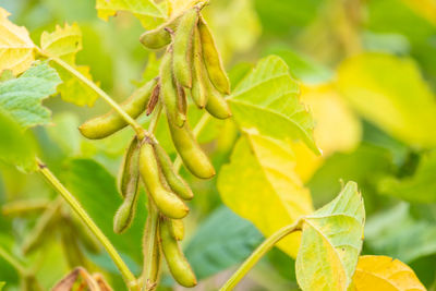Close-up of fresh fruit on plant