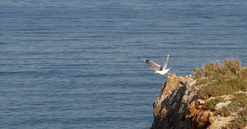 Seagull perching on rock by sea