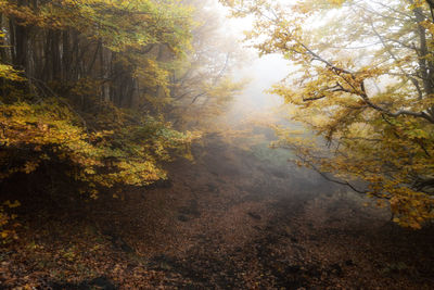 Trees in forest during autumn