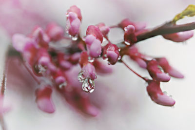 Close-up of cherry blossom