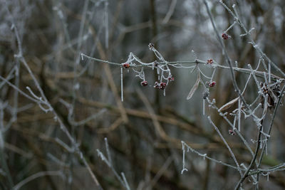 Close-up of frozen plant