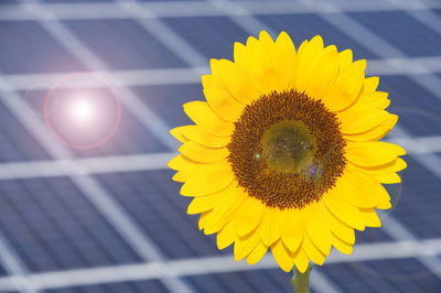 Close-up of sunflower blooming against sky