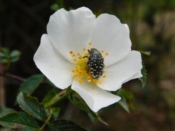 Close-up of white rose flower