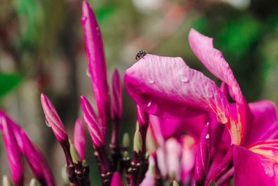 Close-up of wet pink rose flower