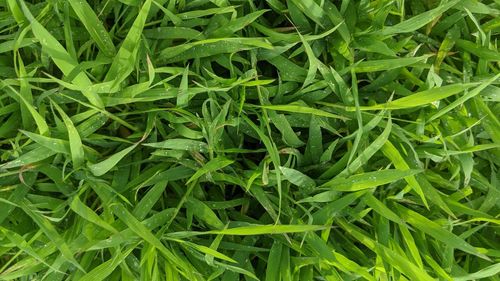 Full frame shot of fresh green leaves on field