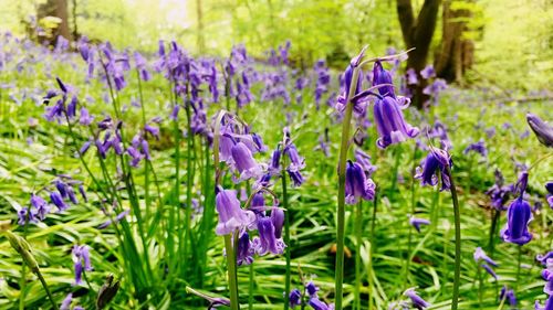 Close-up of purple crocus blooming on field