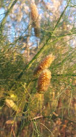 Close-up of flowering plant on field