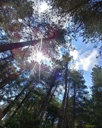 Low angle view of sunlight streaming through trees in forest