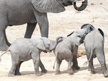 View of elephant in zoo