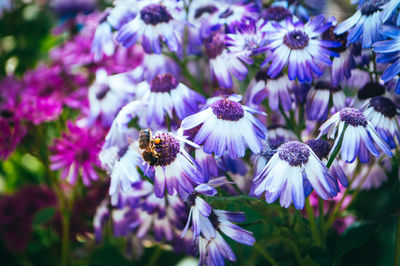 Close-up of honey bee on purple flower