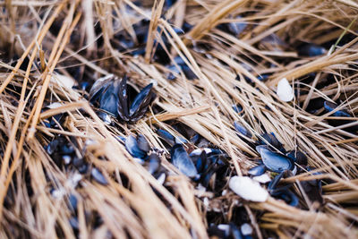 Black shells in the grass