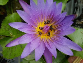 Close-up of bee on flower